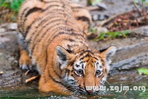 動物代表號碼|夢見【動物】周公解夢，周公解夢大全查詢